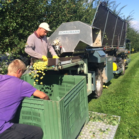 Mitarbeiter bei der Mirabellenernte